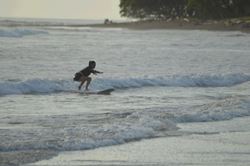 Beginner Private Surf Lesson